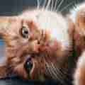 Cat toys: interactive toys for cats & kittens