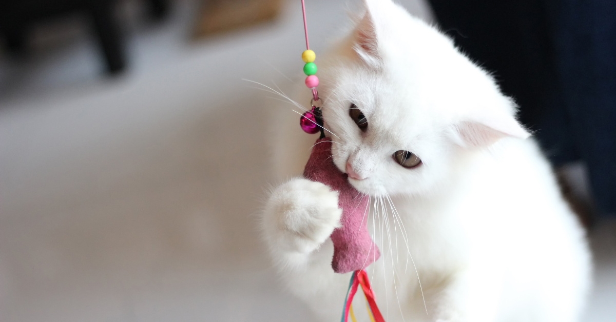 HuPaw Picks